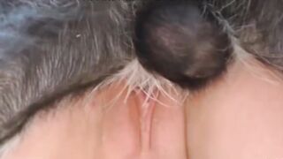 高清人兽大战，高颜值女神户外和狗性交