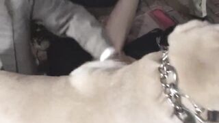 学生妹和狗做爱